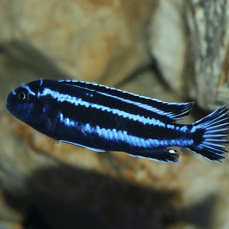 Melanochromis cyaneorhabdos - Maingano 5.5cm - Second Nature Aquariums